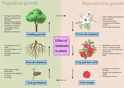 Melatonin-mediated development and abiotic stress tolerance in plants